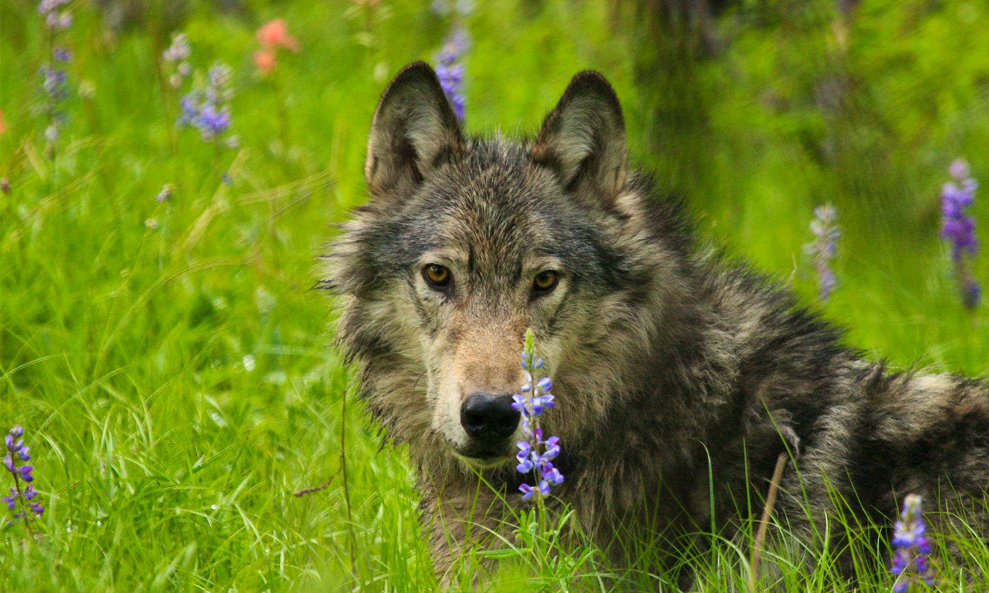 Gray wolf in green grass