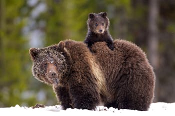 Grizzly Bears, James Yule