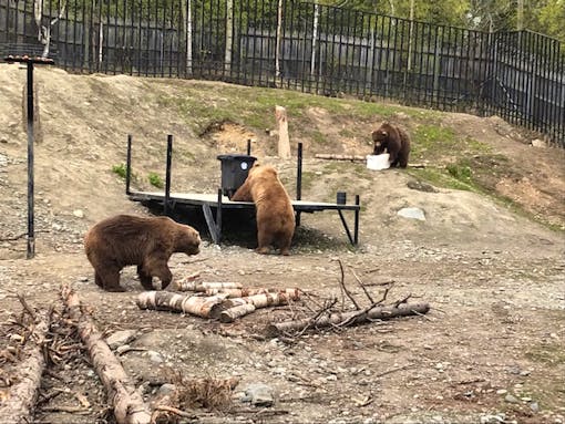 The bears test out bear-resistant containers