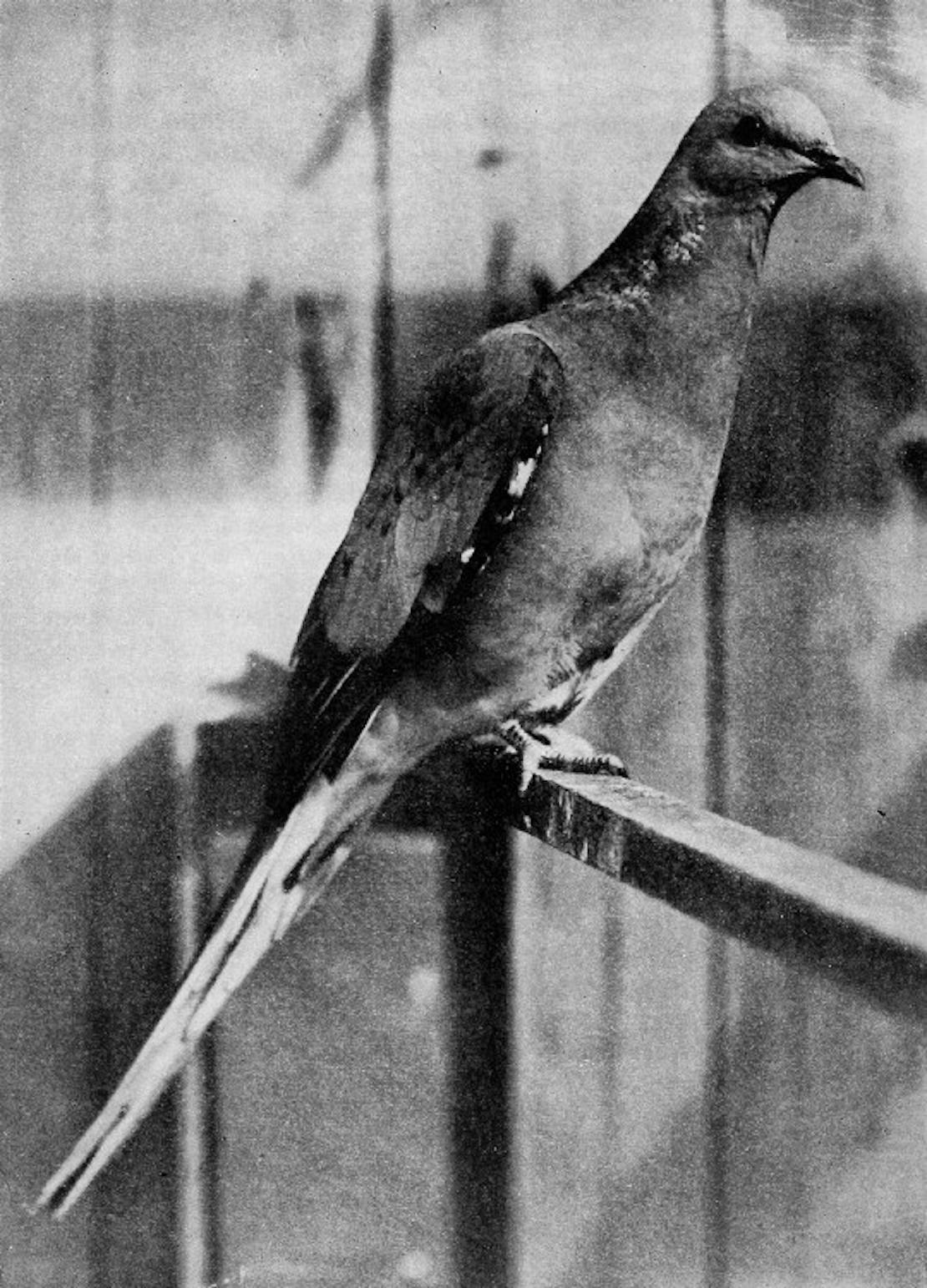 Live male passenger pigeon