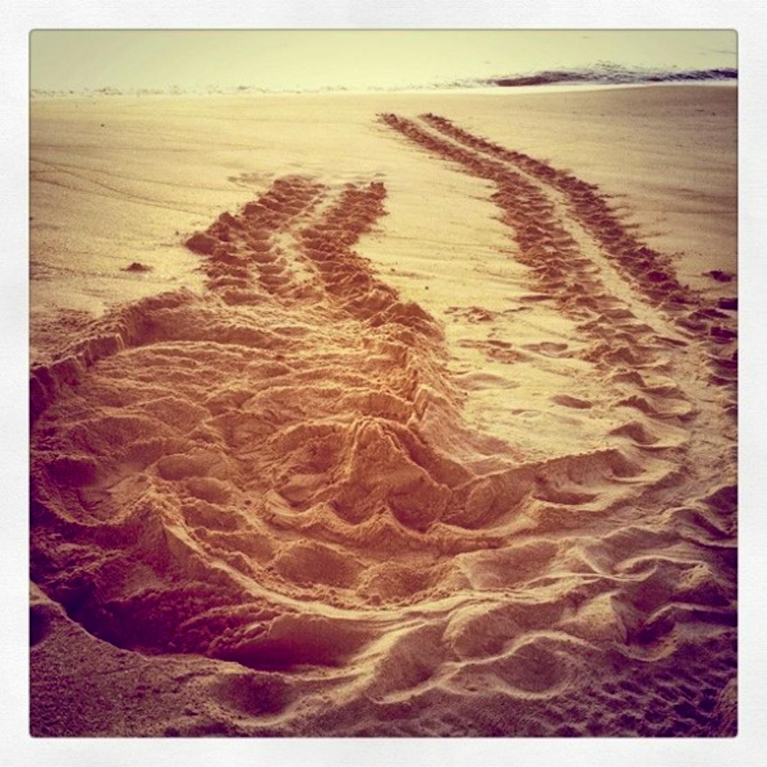 Loggerhead sea turtle nest 