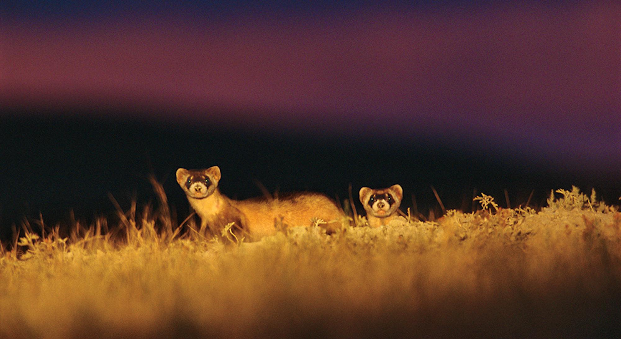 Black Footed Ferrets