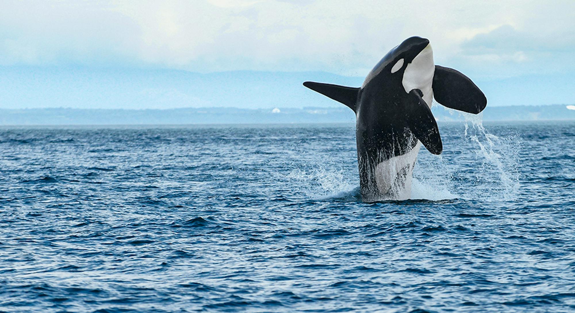 orca