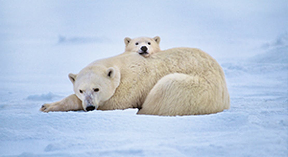 Polar Bears