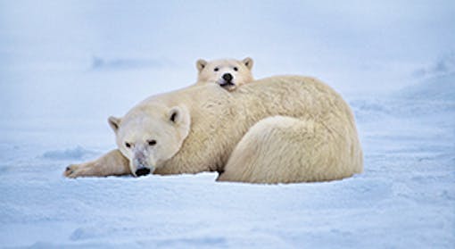 Polar Bears