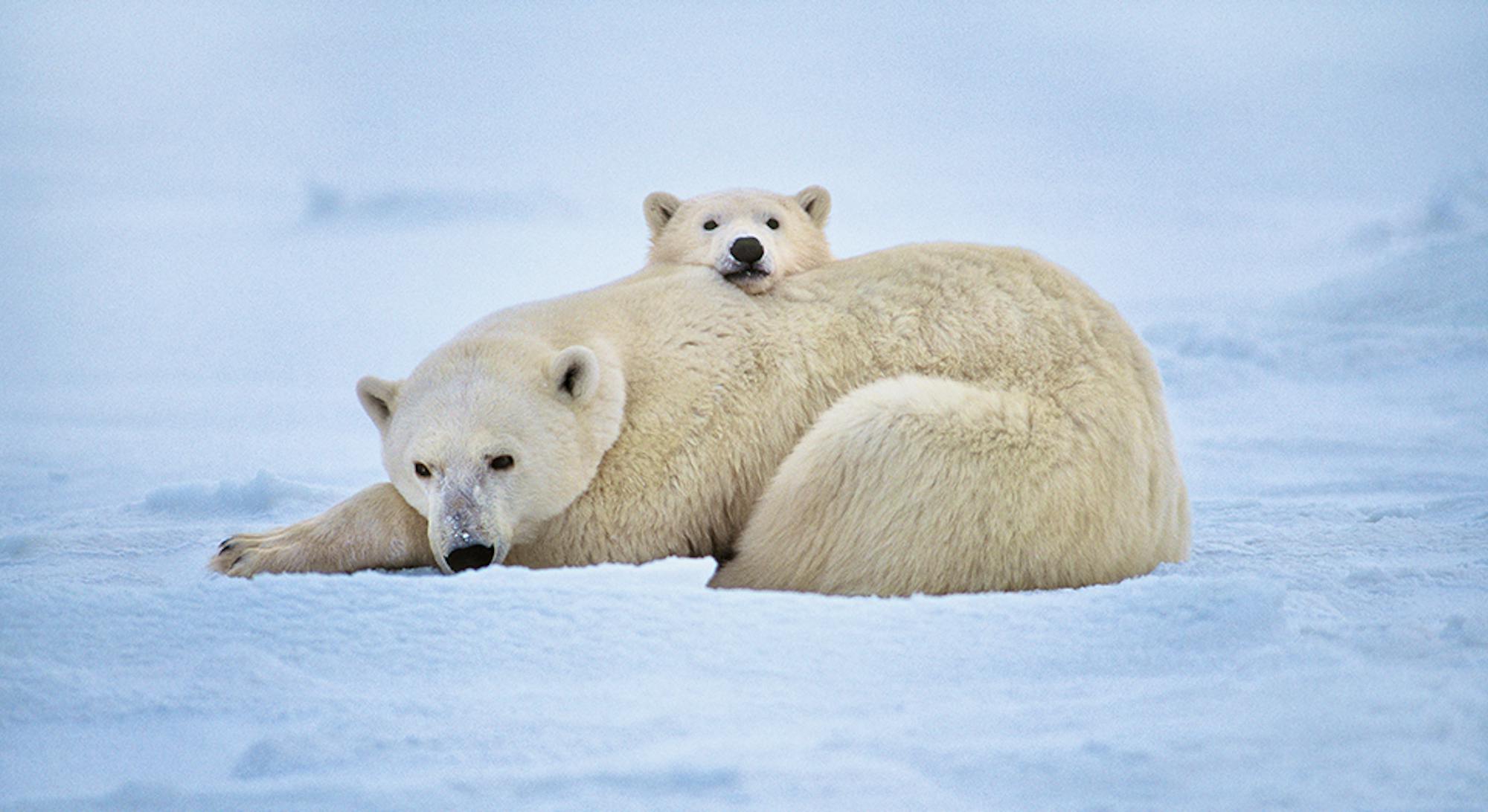 Polar Bears