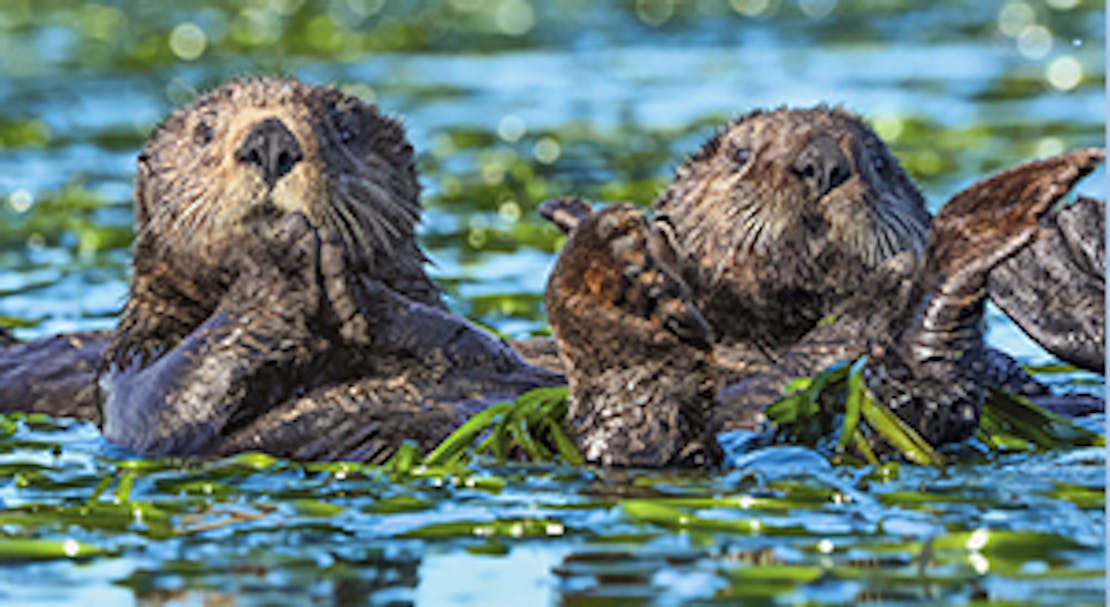 Sea Otter