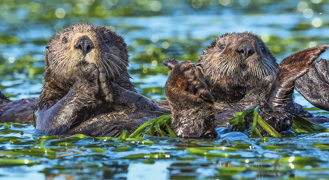 Sea Otter