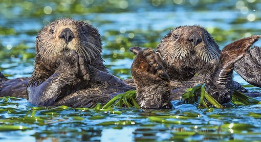 Sea Otter