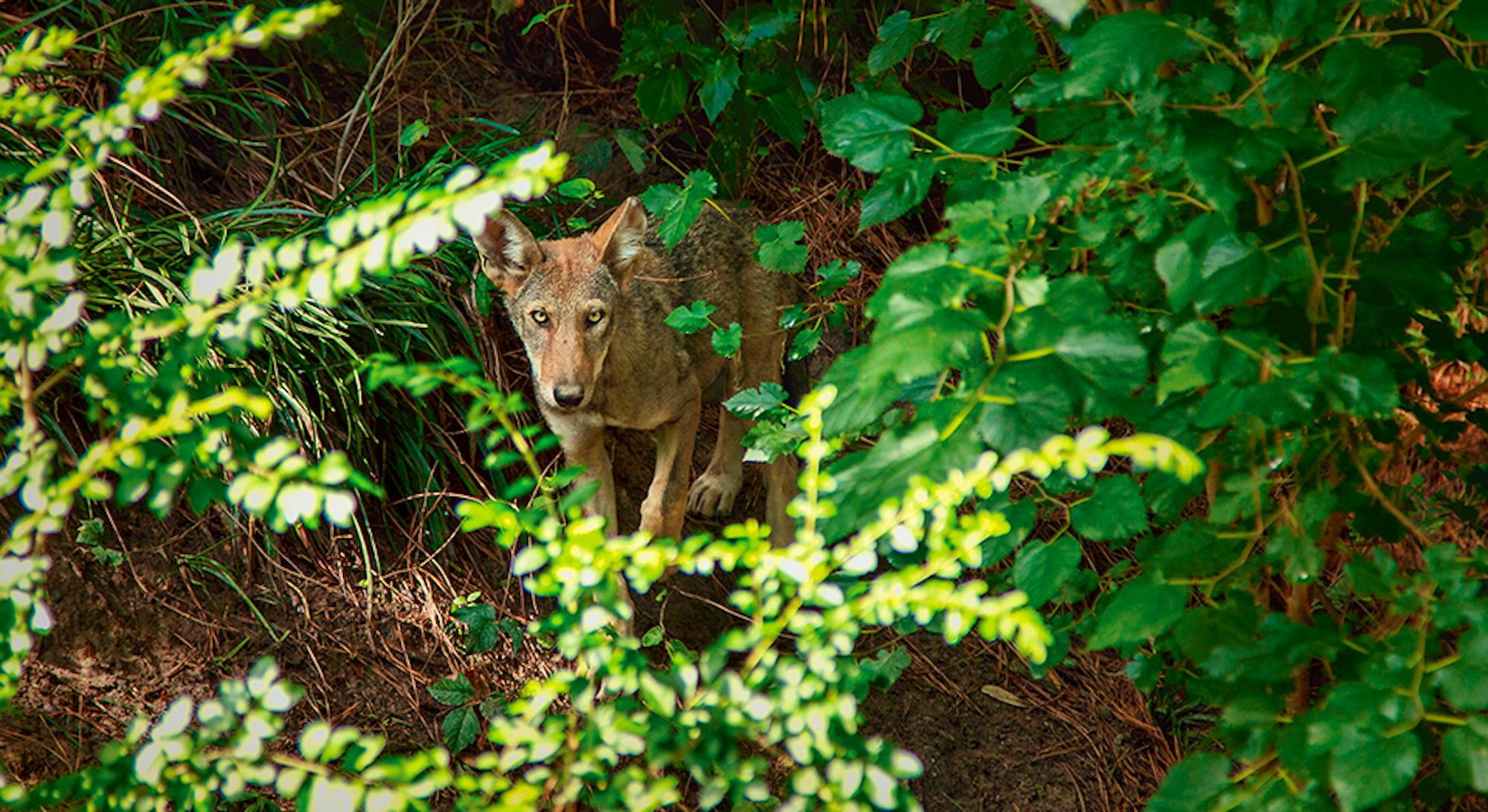 red wolf