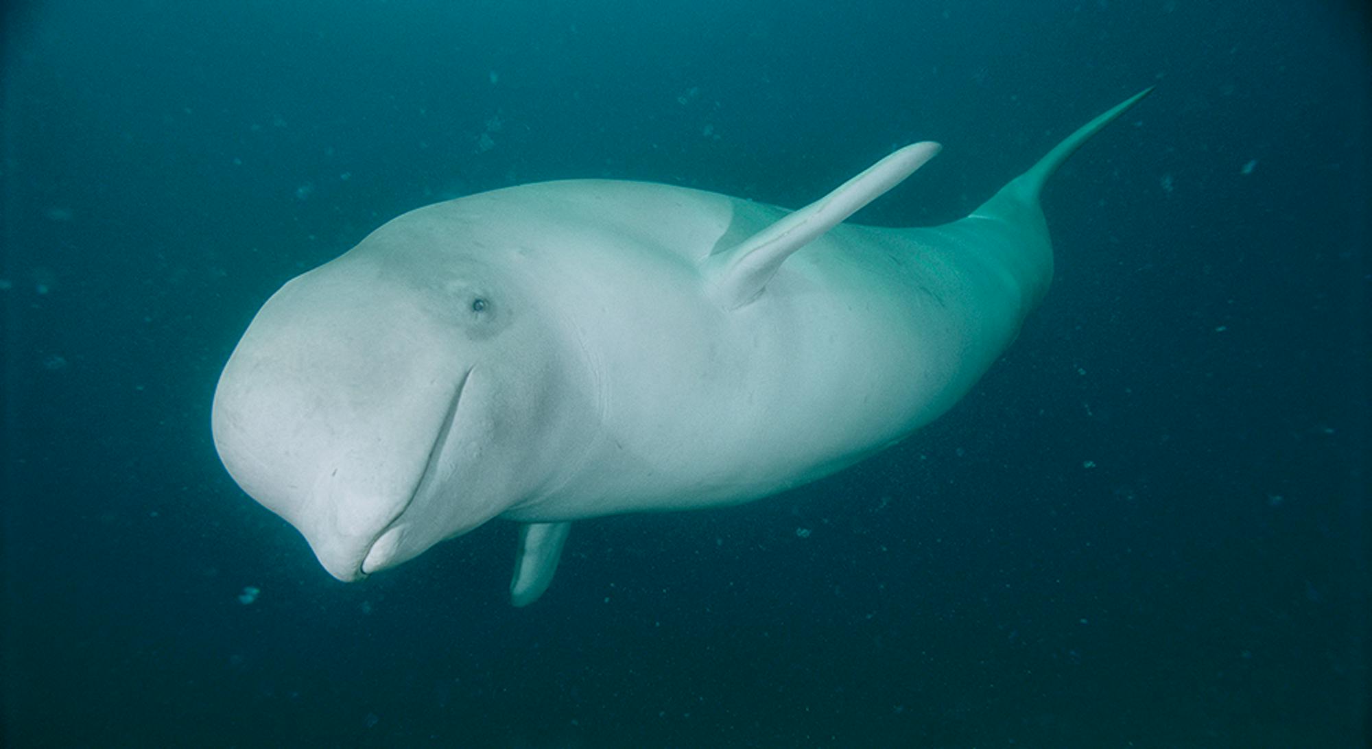 beluga whale