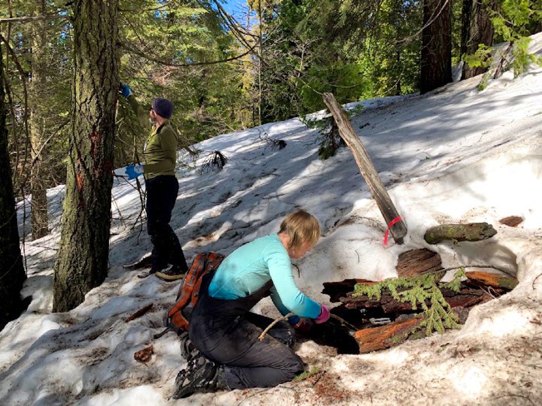 Preparing traps for fishers