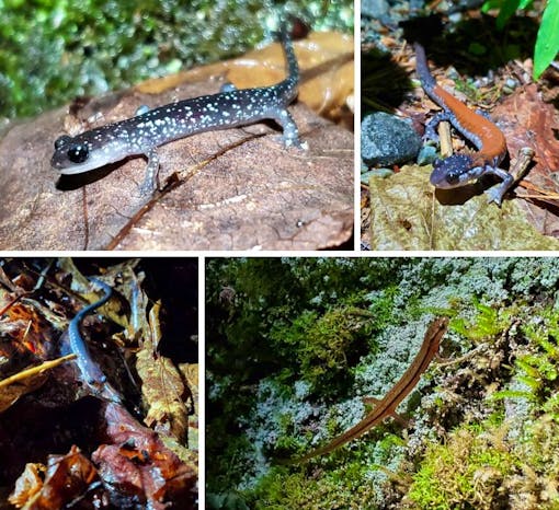 Salamander collage