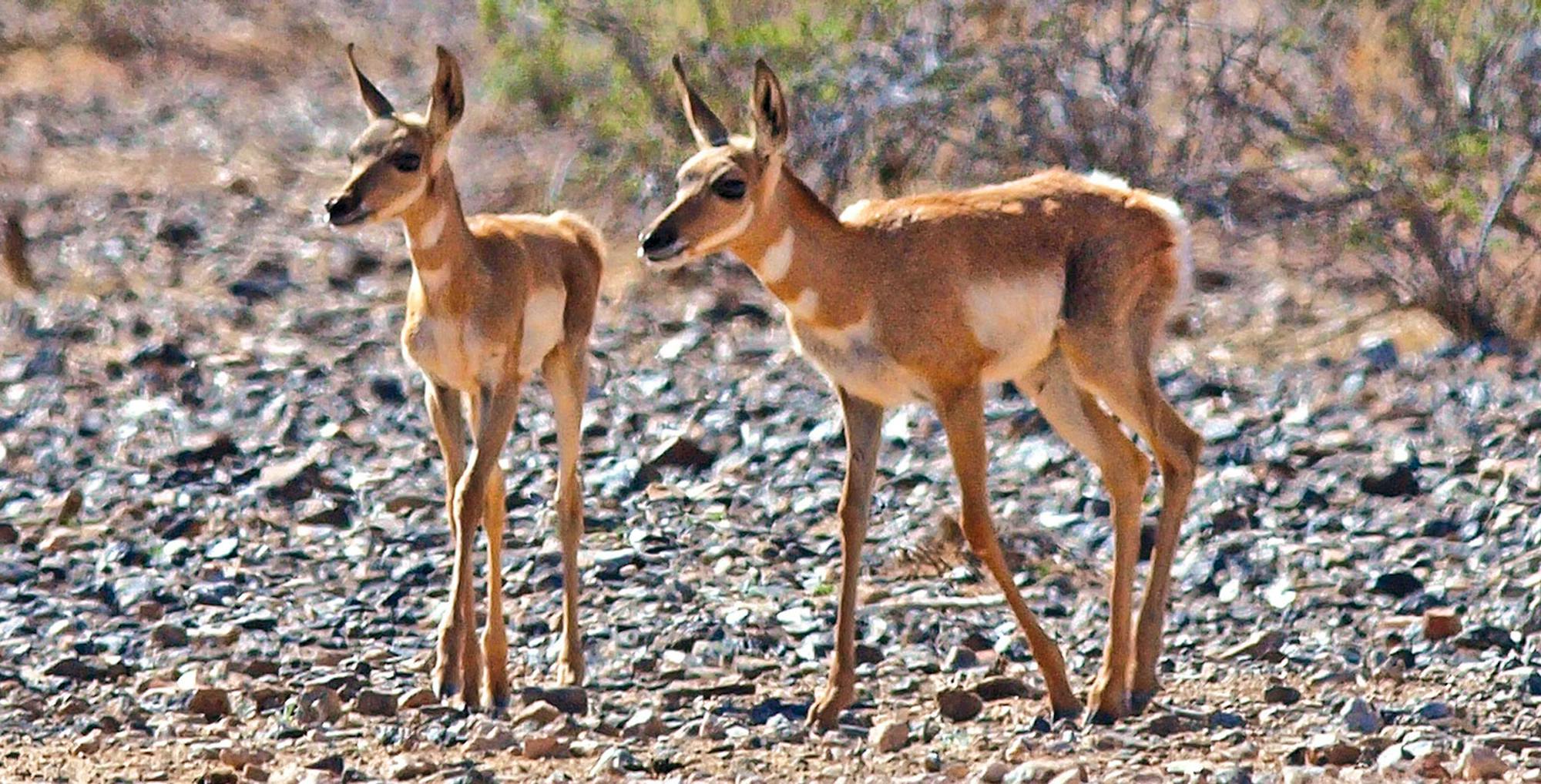 Sonoran pronghorn fawns