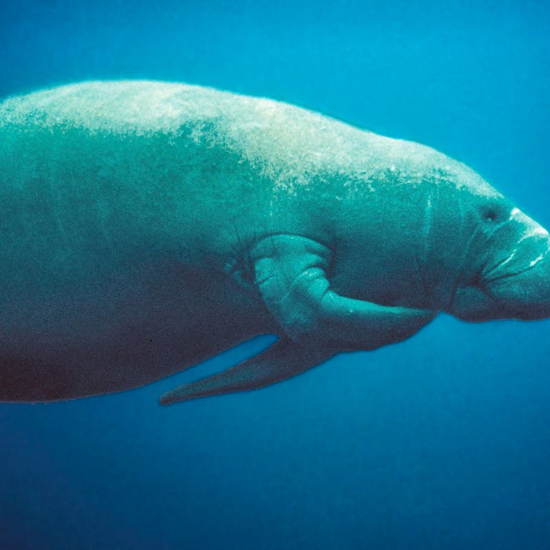 Florida_Manatee