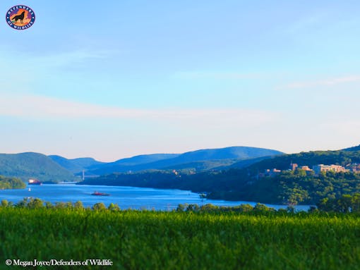 View from Boscobel, Hudson River 