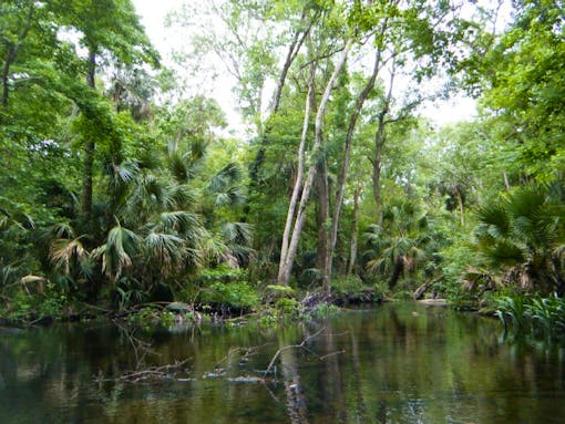 Wacissa River and Slave Canal trees