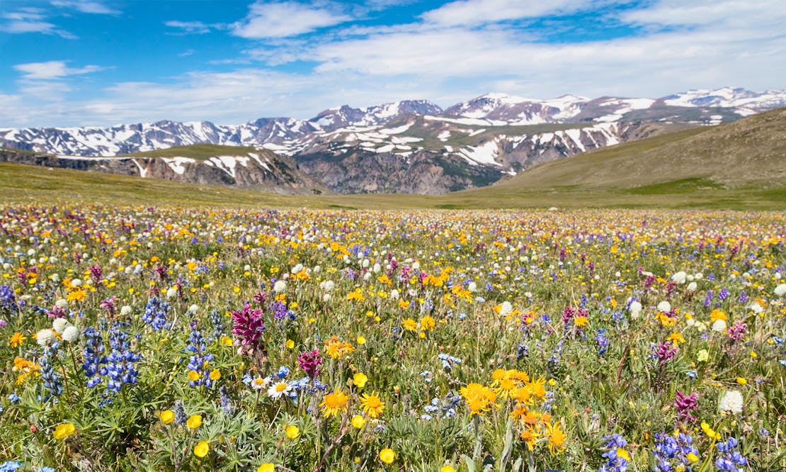 Wildflowers on beartooth pass, Yellowstone NP