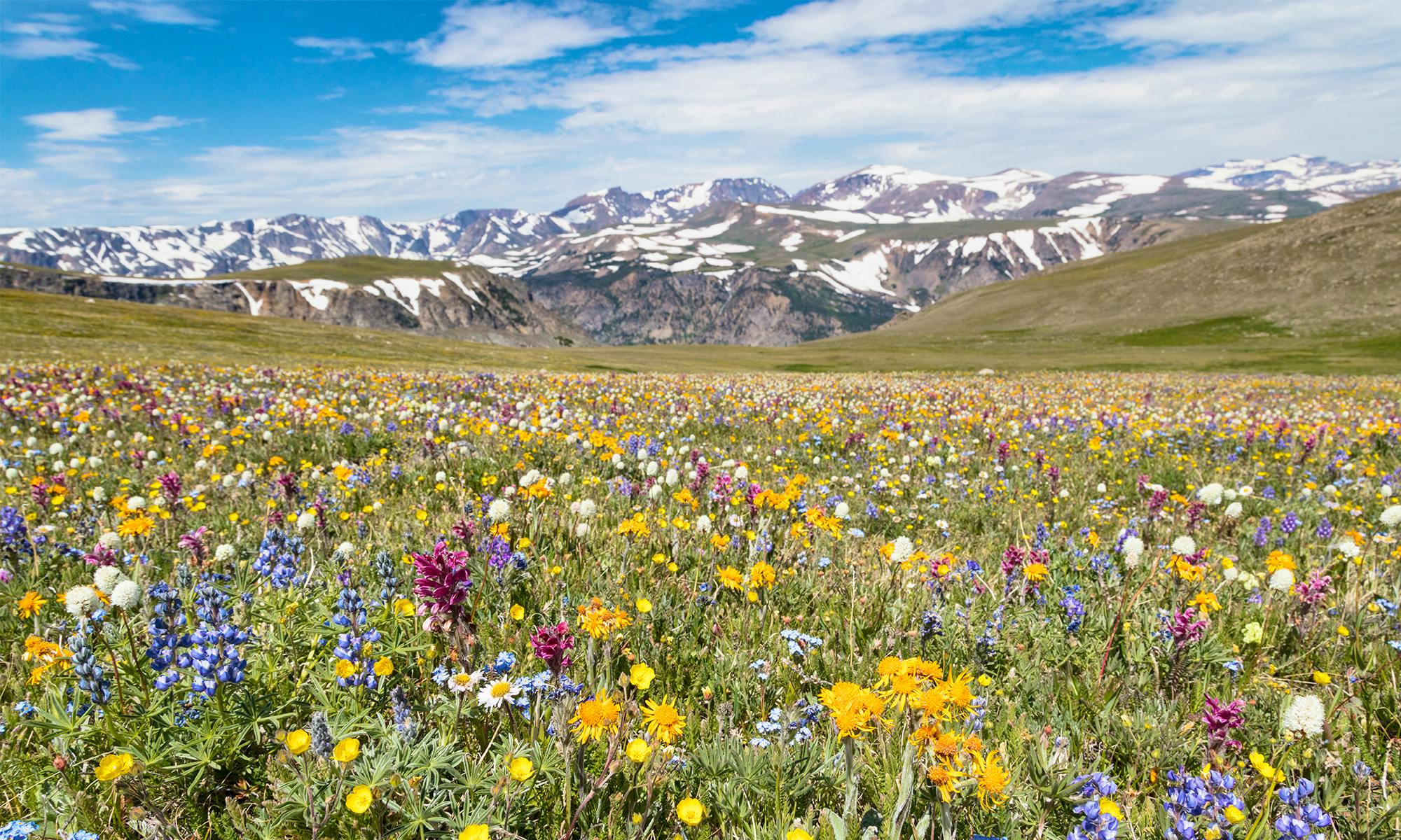 Wildflowers on beartooth pass, Yellowstone NP 