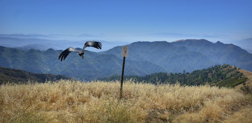 California Condor Release at Hopper Mountain NWR Near Los Padres National Forest