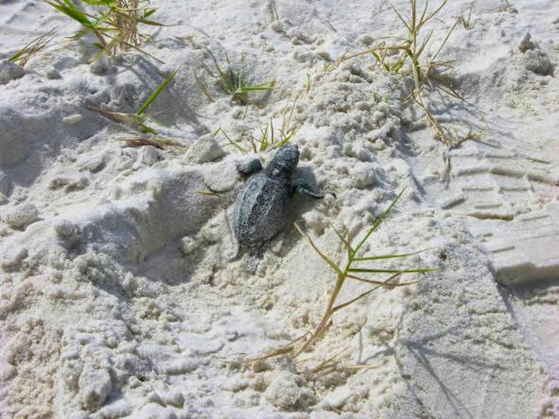 Kemp's Ridley Sea Turtle hatchling