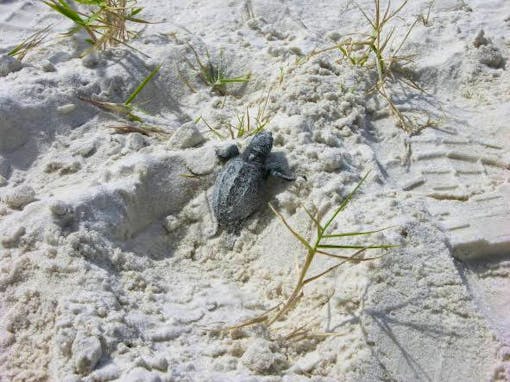 Kemp's Ridley Sea Turtle hatchling