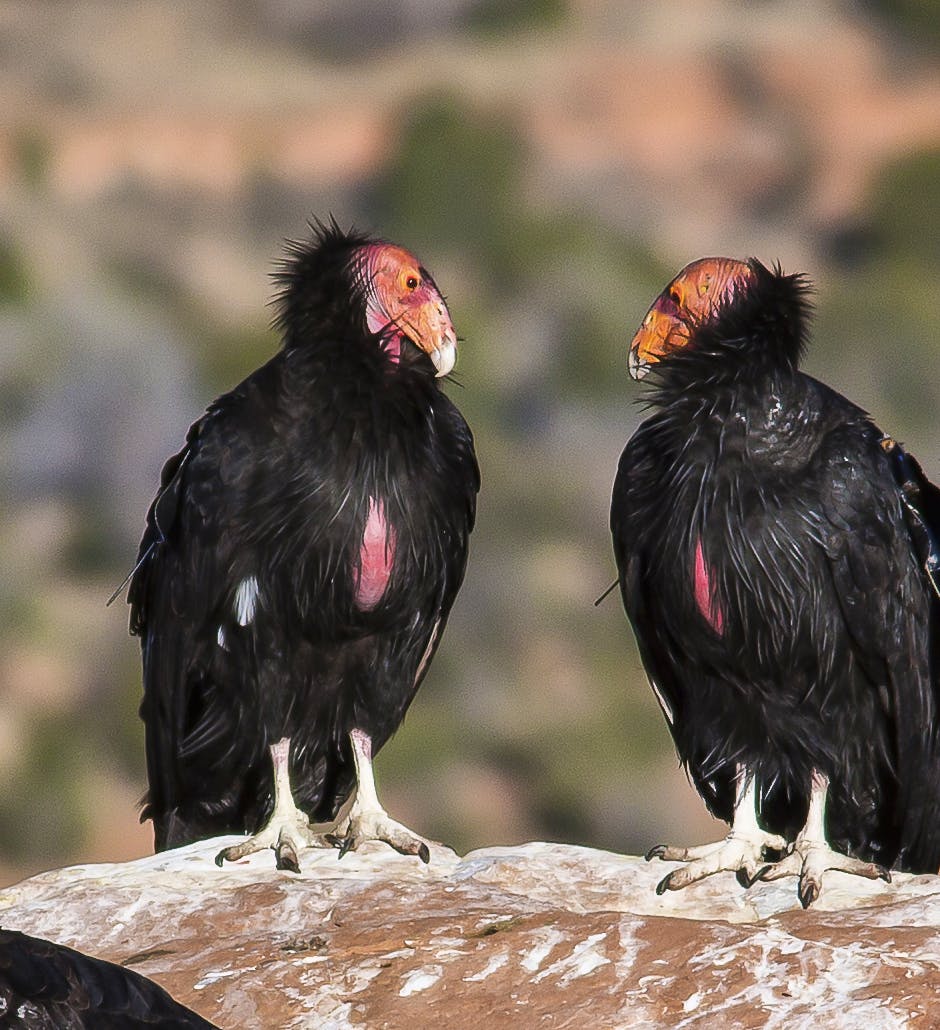 California condors in Vermilion Cliffs National Monument