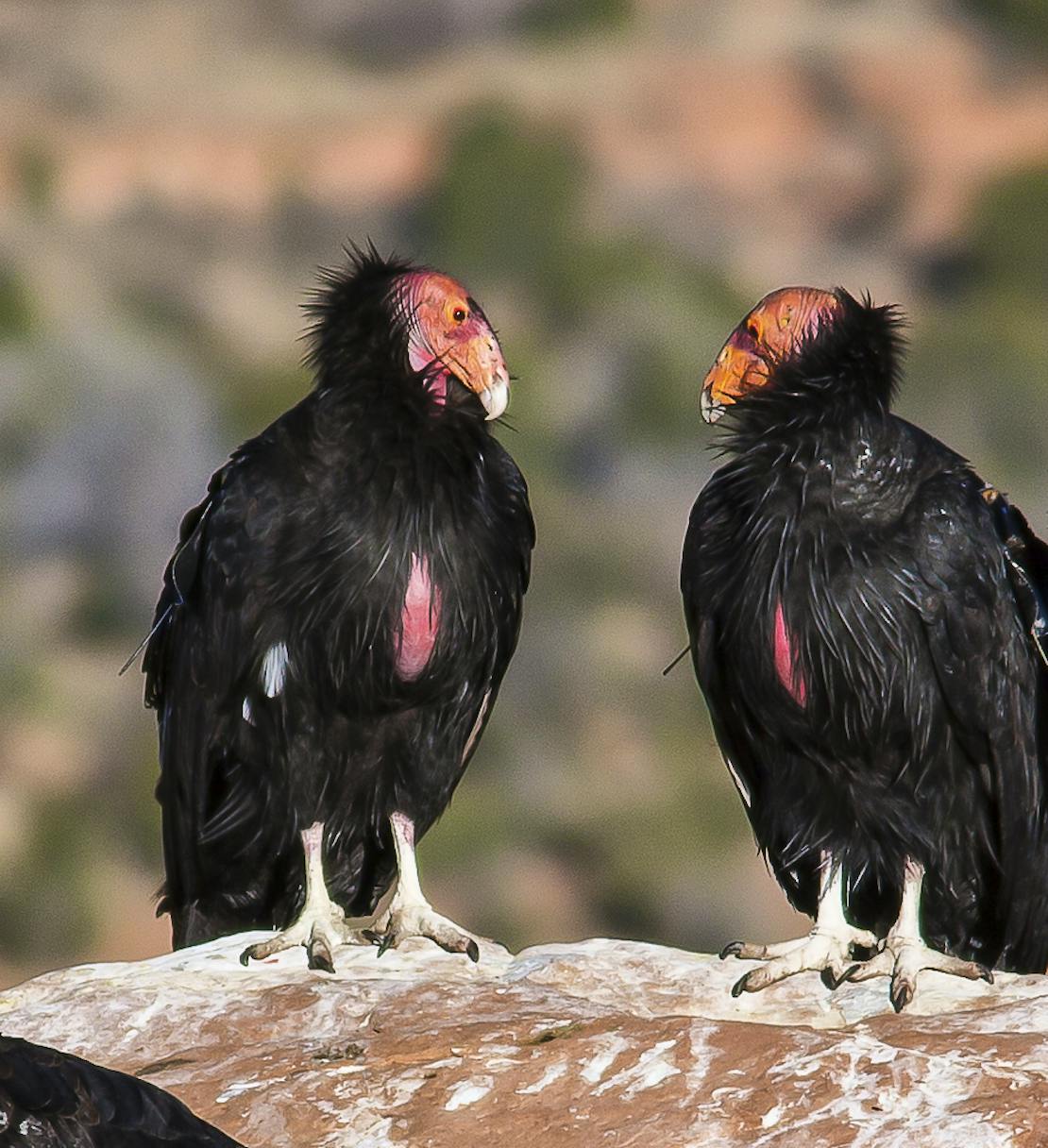 California condors in Vermilion Cliffs National Monument