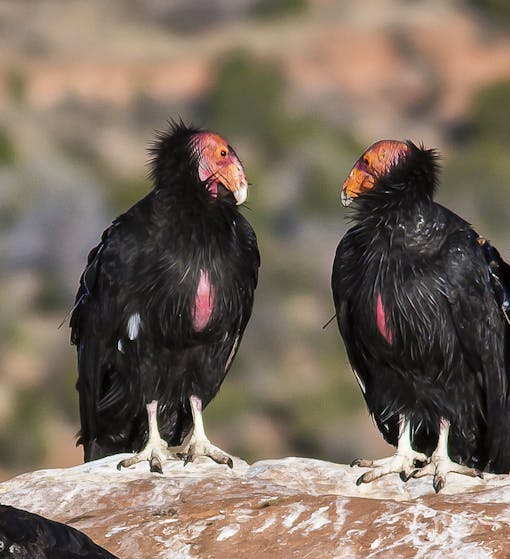 California condors in Vermilion Cliffs National Monument