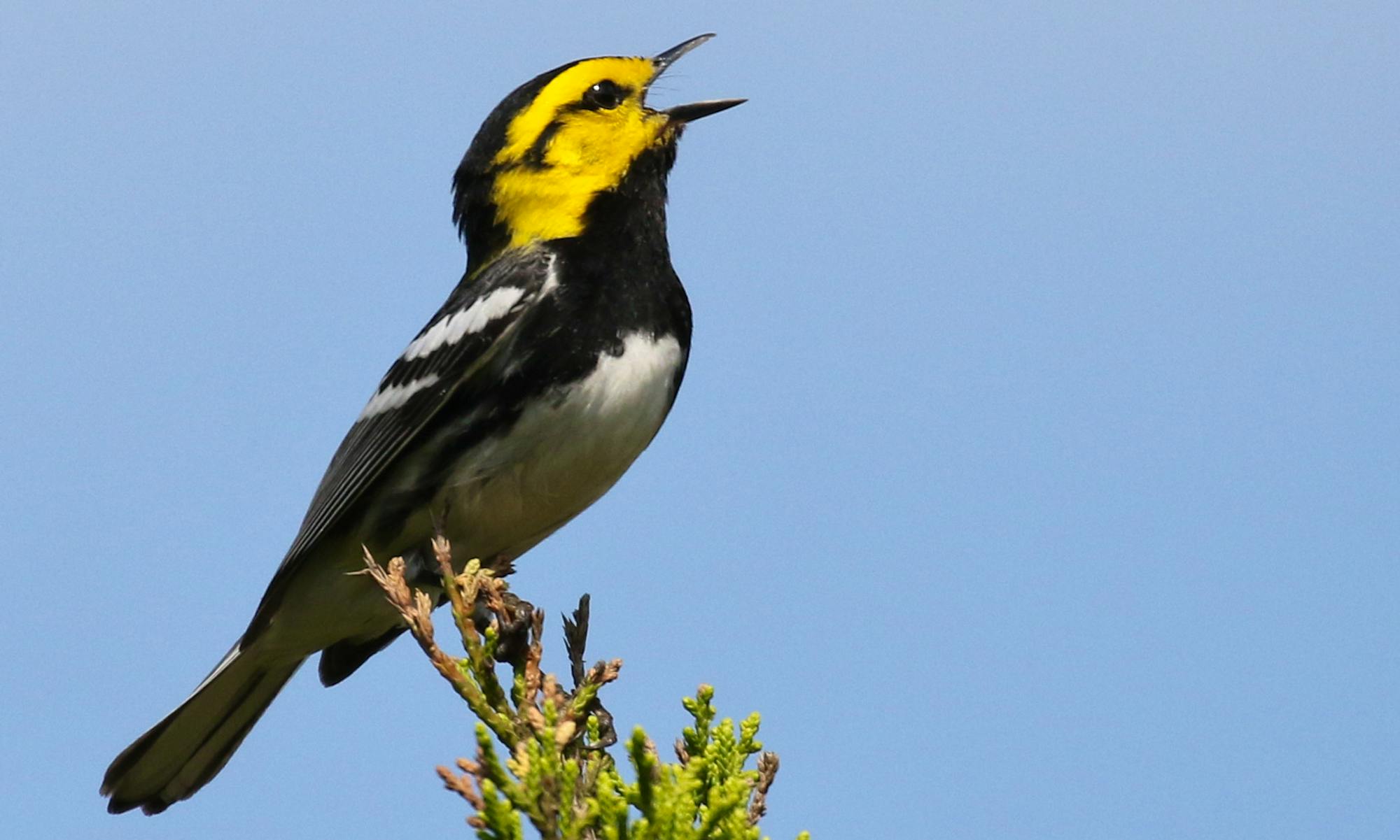 Golden-cheeked warbler