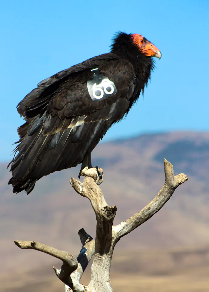 Is Oregon Ready for the Return of the Condor? | Defenders of Wildlife