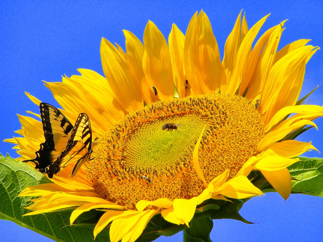 butterfly on sunflower