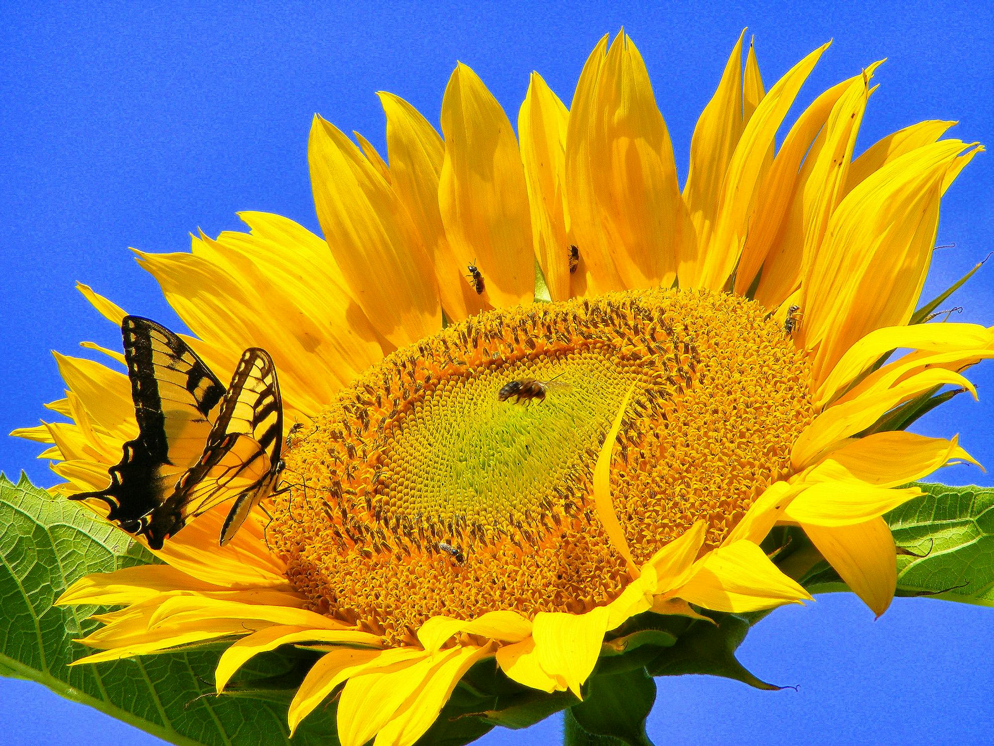 butterfly on sunflower