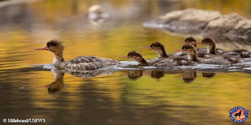 Mergansers Arctic refuge Hillebrand/USFWS