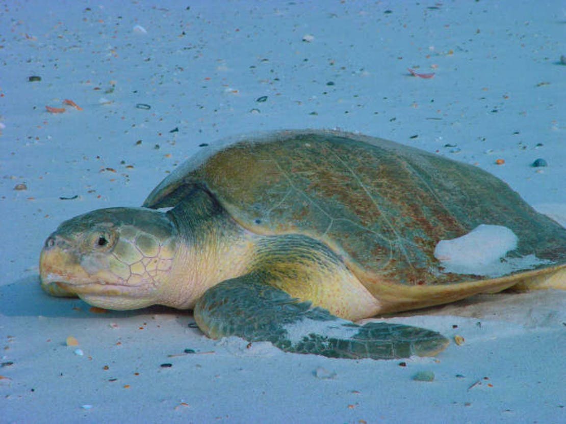 Kemp's Ridley Sea Turtle