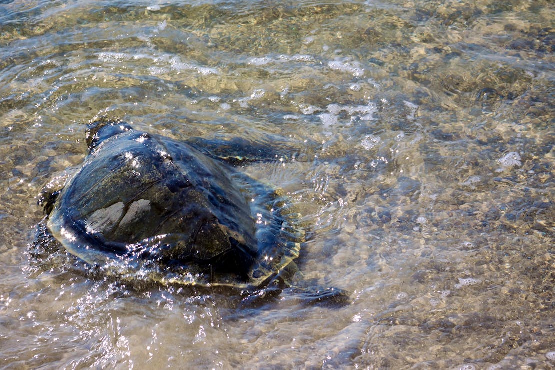 Kemp's Ridley Sea Turtle being released at Bon Secour NWR