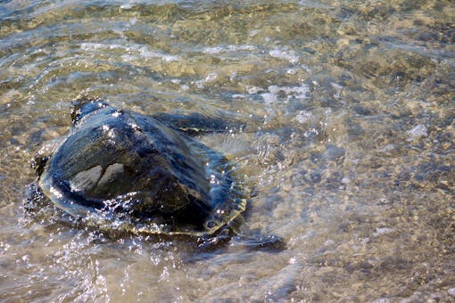 Kemp's Ridley Sea Turtle being released at Bon Secour NWR