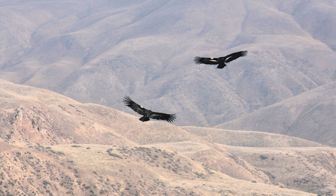 California condor pair Bitter Creek NWR