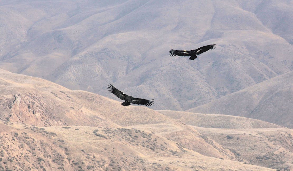 California condor pair Bitter Creek NWR 