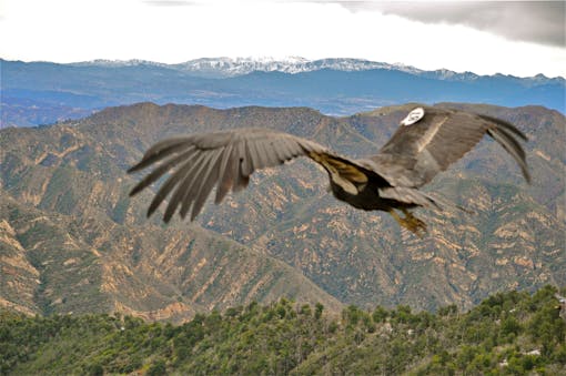 California Condor Hopper Mountain National Wildlife Refuge, CA 