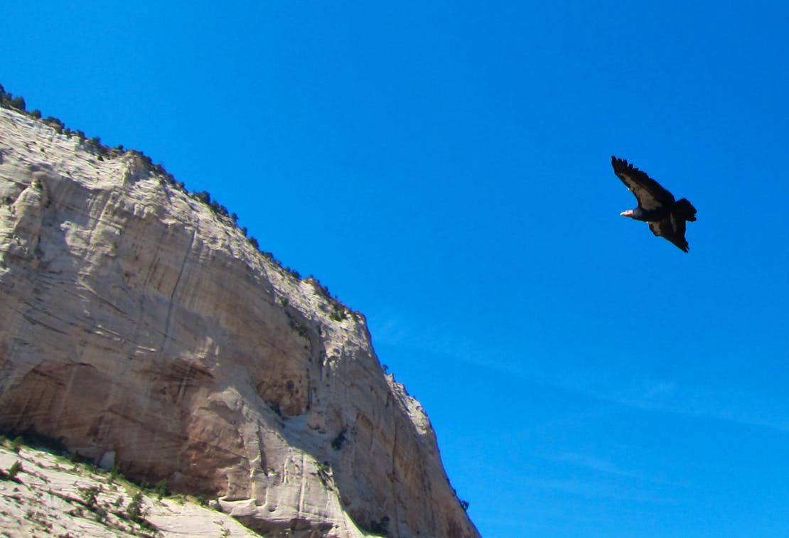 California condor soaring over Angels Landing Zion