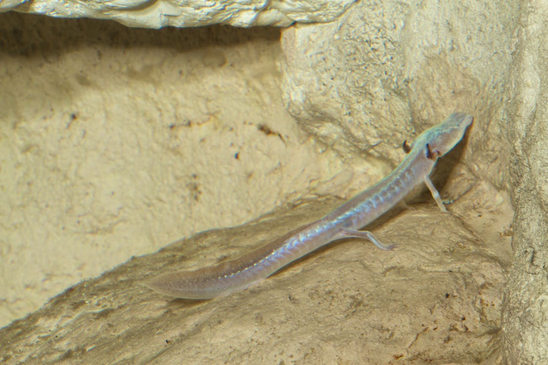 Texas Blind Salamander 