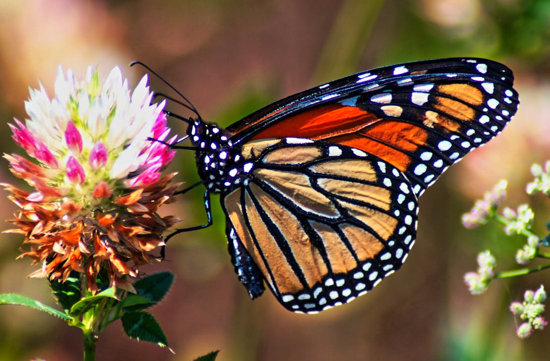 Monarch on flower