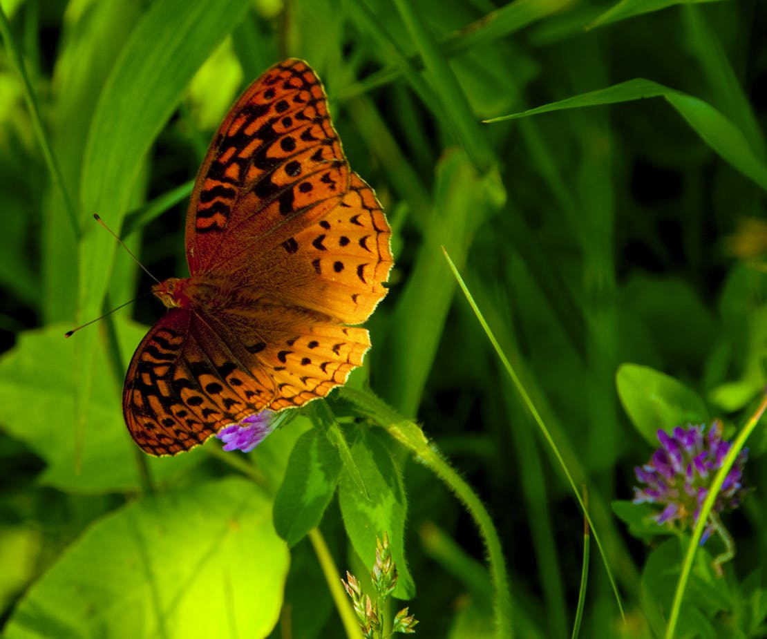 Butterfly in NC