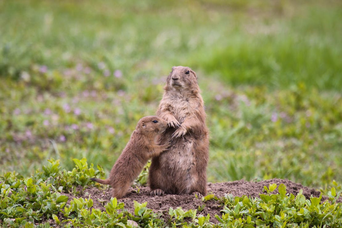 Prairie dog mom and pup 