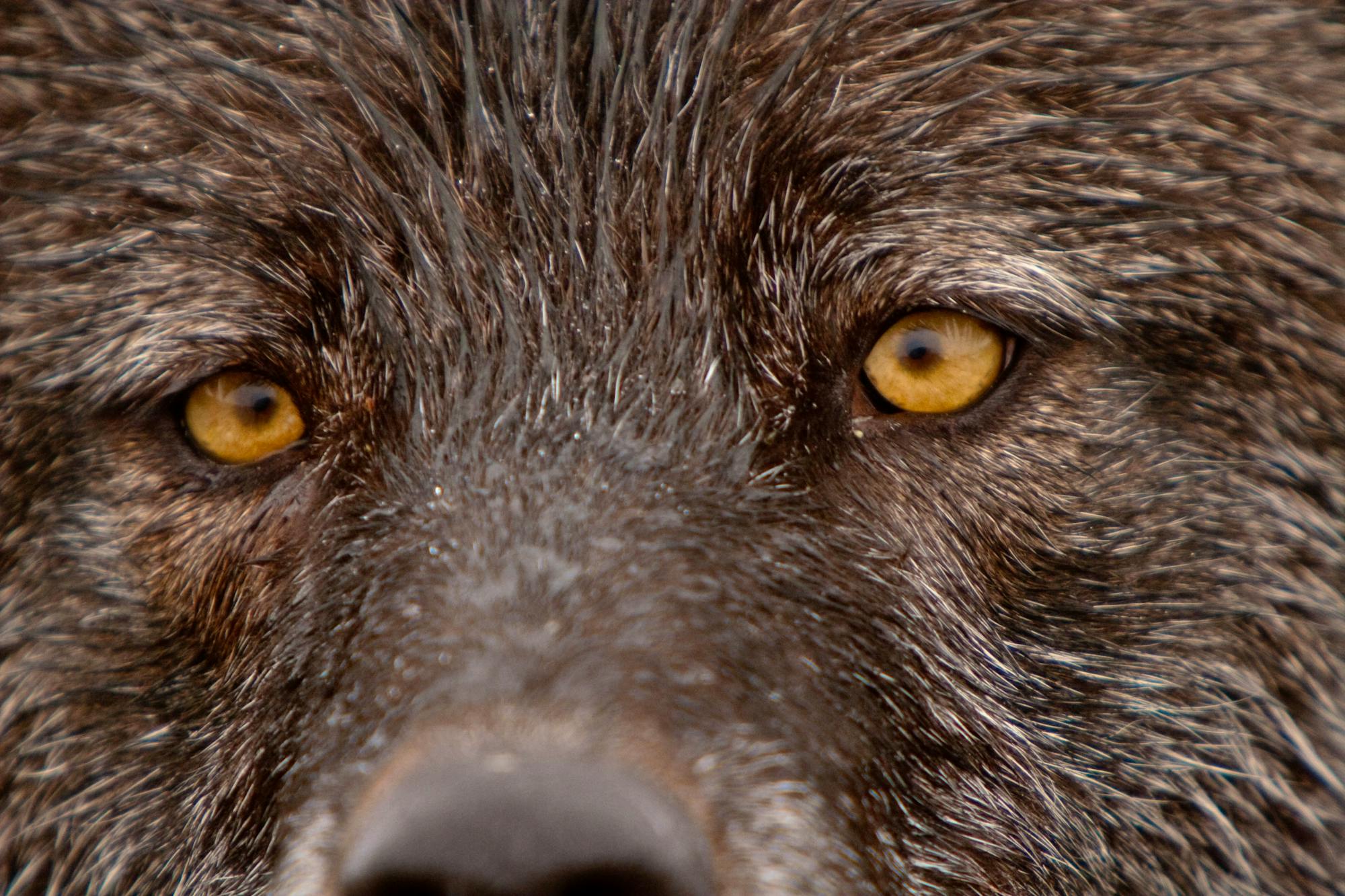 Gray wolf eyes Denali AK