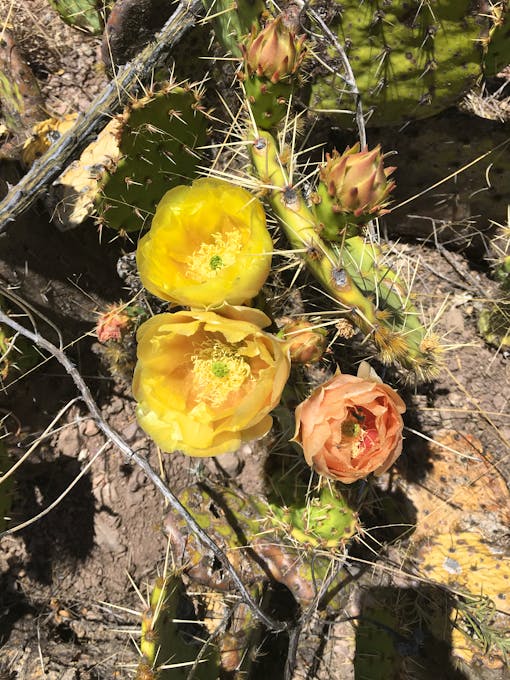 Southern Arizona flora