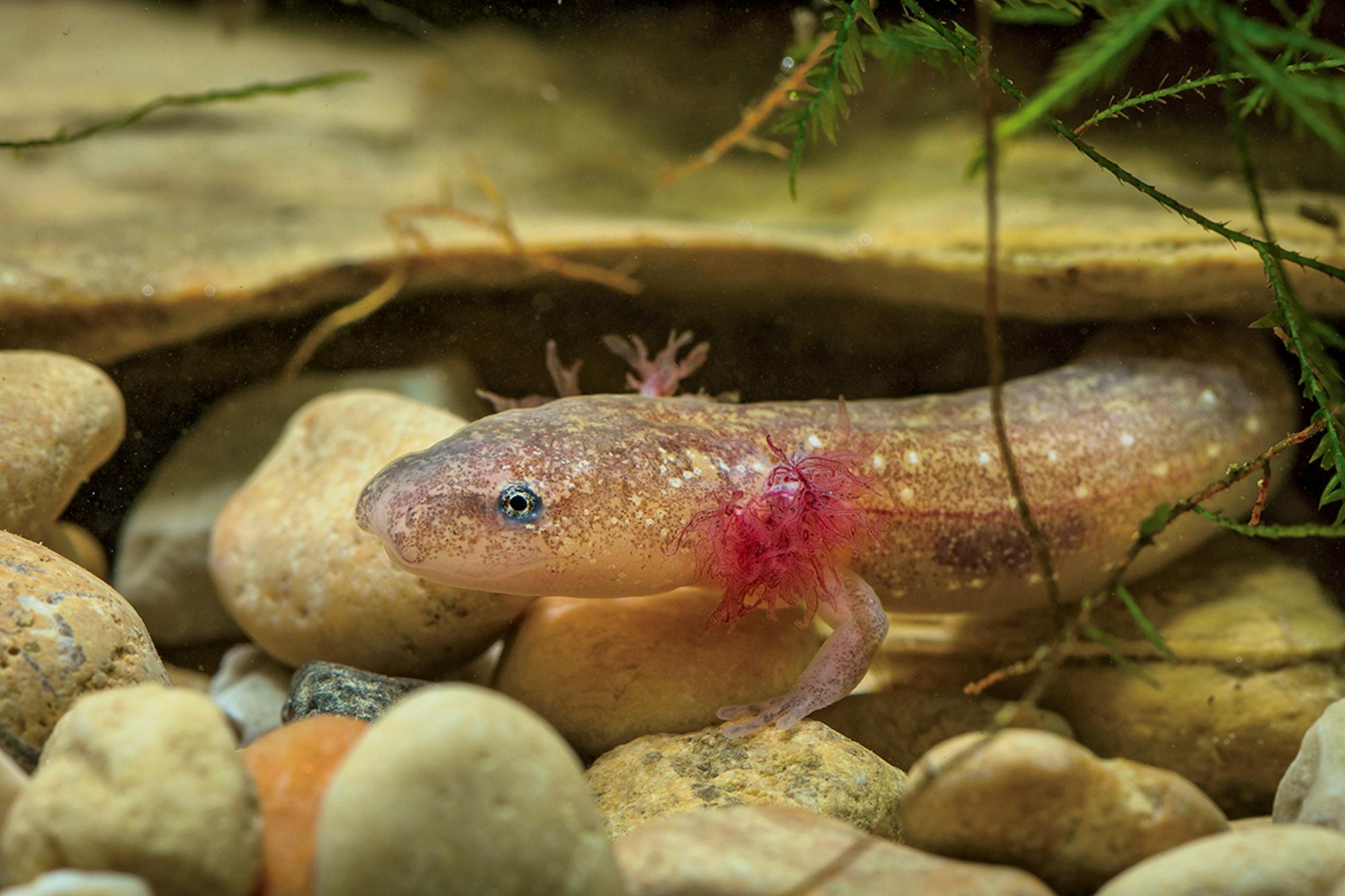 Barton Springs Salamander