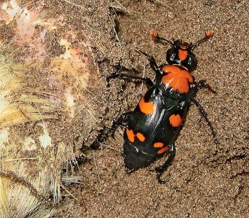 American burying beetle