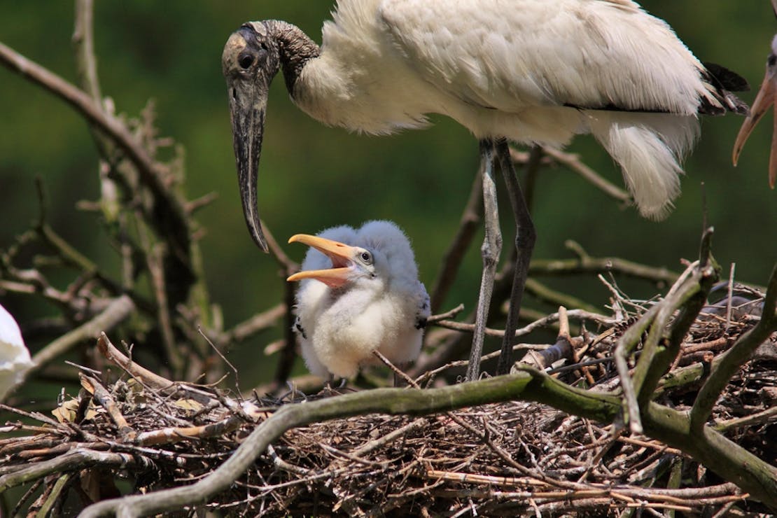 Wood stork adult and chick Harris Neck NWR in Georgia